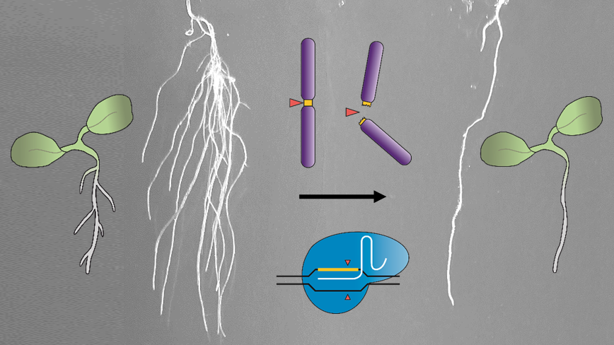 Mit CRISPR-Kill verhindern die Forschenden an der Modellpflanze Ackerschmalwand das Ausbilden von Seitenwurzeln. (Abbildung: Angelina Schindele, KIT) 