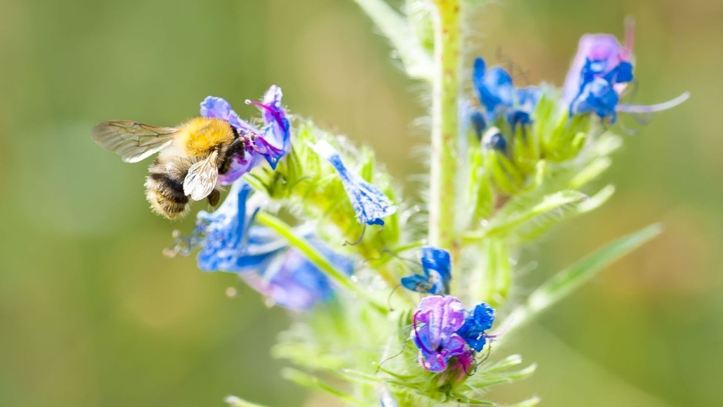 Considering the Connections between Biodiversity and Climate Crisis