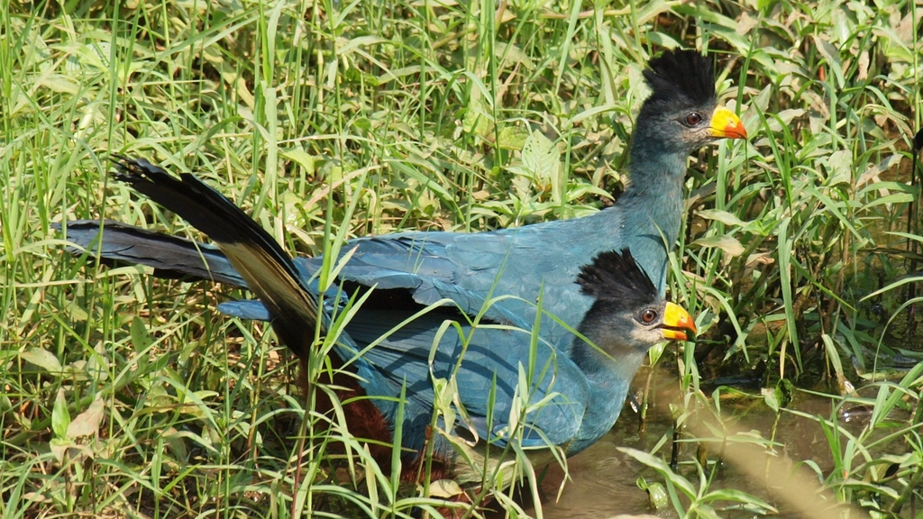 Riesenturako / Great Blue Turaco (Corythaeola cristata)  (Foto: Peter Houde)