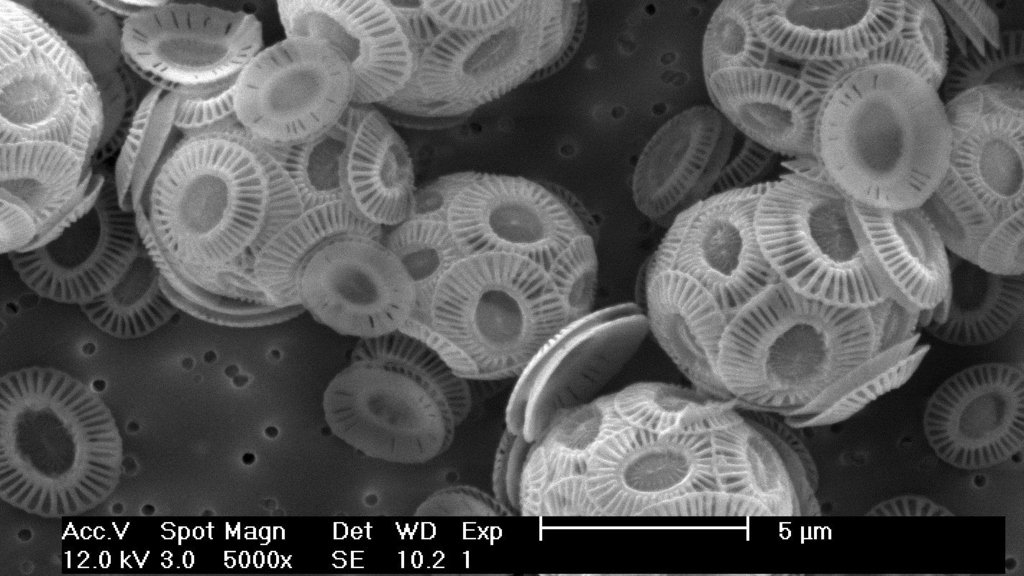 Coralline Algae: Model for Cell-Free Biomineralization