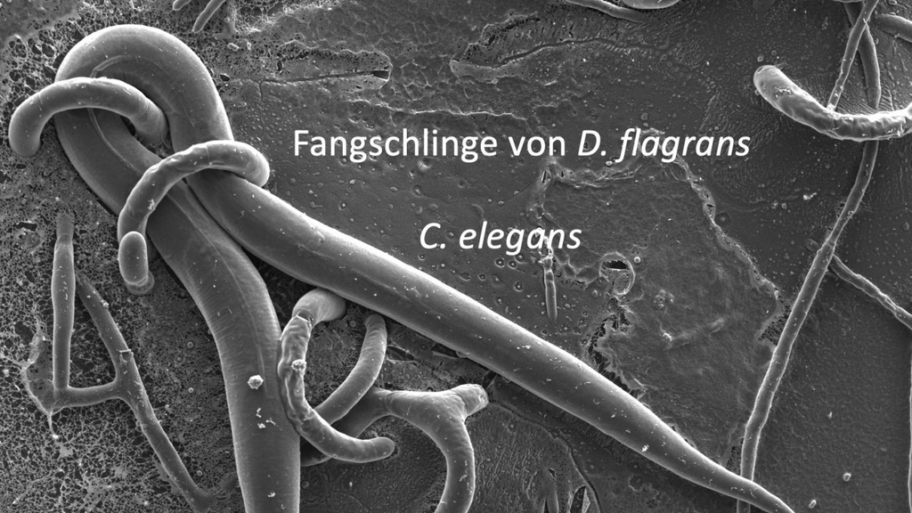 Die rasterelektronenmikroskopische Aufnahme zeigt, wie der Pilz Duddingtonia flagrans mit seinen Fallen Fadenwürmer umschlingt und einfängt. (Foto: Valentin Wernet, KIT) 