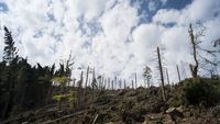 Sturmschäden im Schwarzwald bei Baiersbronn (Foto: Markus Breig, KIT)