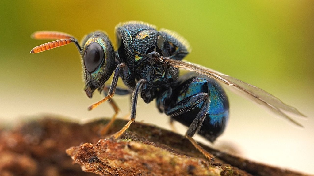 Artenvielfalt: Entscheidender Evolutionsschritt entdeckt