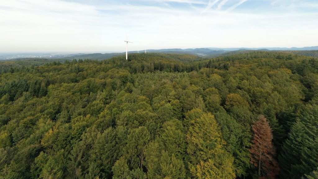 Klimawandel: Auswirkungen auf Wälder