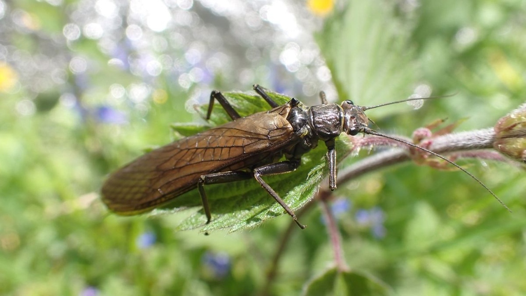 Die Steinfliege lebt als Larve in Bachläufen und als erwachsenes Tier an Land. (Foto: Peter T. Rühr)