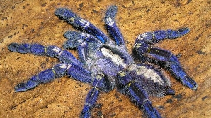 blaue Vogelspinne (Foto: Tom Patterson)