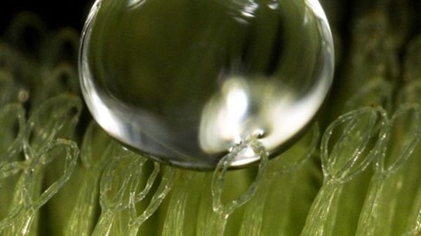 Nahaufnahme der Wasserpflanze Salvinia molesta