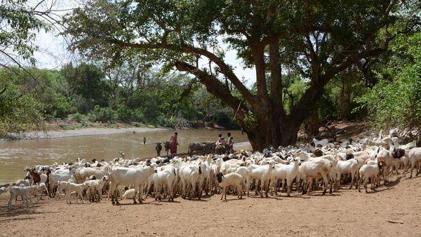 Wiederkäuer, wie diese Ziegen in Kenia, sind für den größten Teil der Methan-Emissionen aus der Landwirtschaft verantwortlich (Foto: Klaus Butterbach-Bahl)
