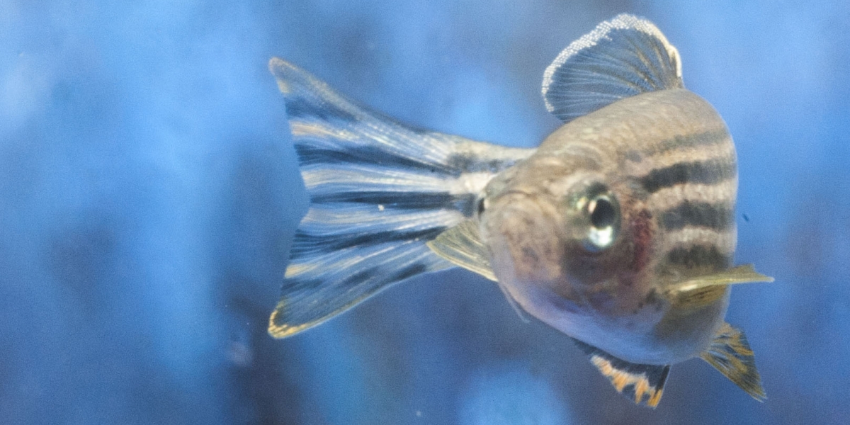 A zebrafish swims in such a way that it seems like it is looking at the camera.