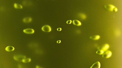 Energielieferanten der Zukunft: Mikroalgen unterm Mikroskop. (Foto: Markus Breig, KIT)