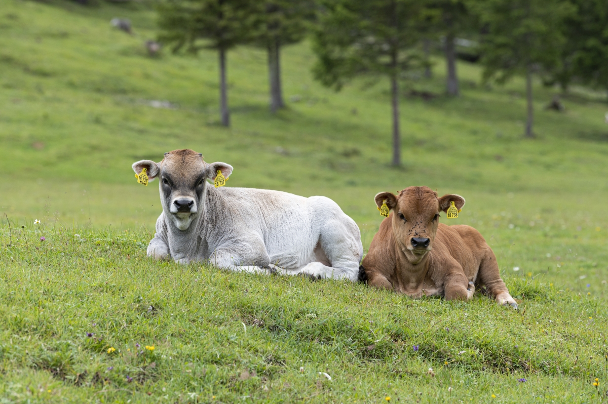 Wissenschaftlerinnen und Wissenschaftler fordern mit Grenzwert für die Zahl ausgestorbener Spezies ähnlichen Grundsatz wie das Zwei-Grad-Ziel für den Klimaschutz. (Foto: Markus Breig, KIT)