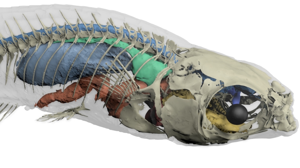 Beispiel von 3D-Bilddaten, die mit Biomedisa segmentiert wurden. (Grafik: Thomas van de Kamp, KIT) 