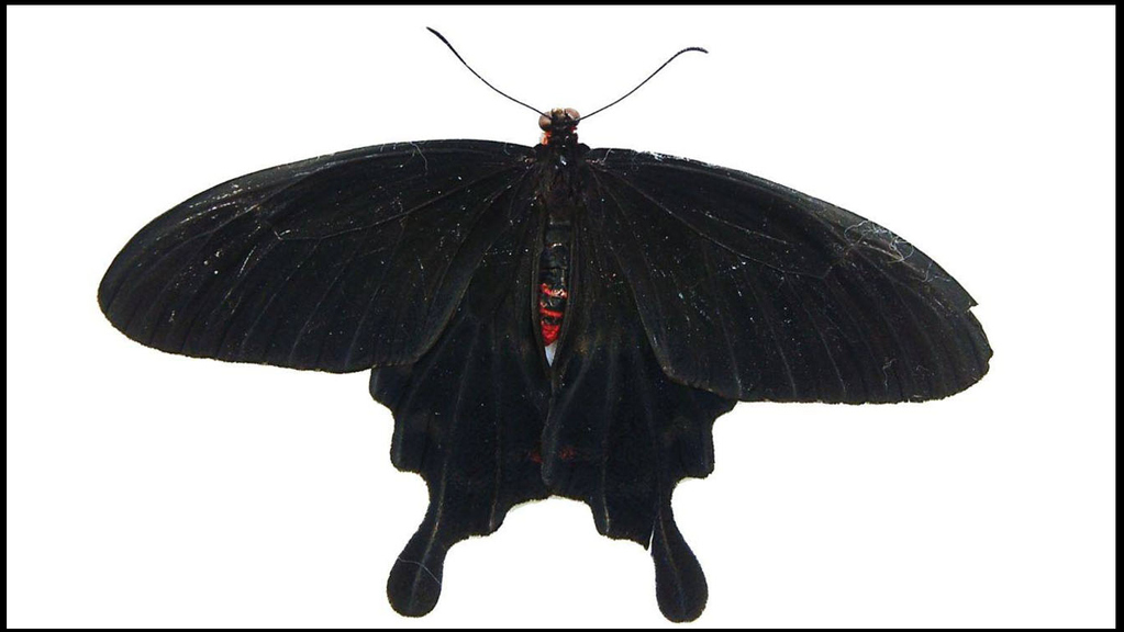 Schwarzer Schmetterling auf weißem Grund