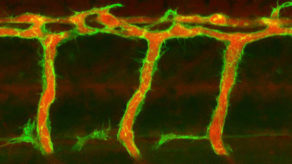 Fluorescence microscopic visualization of the blood flow and the endothelial actin cytoskeleton. 