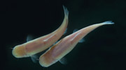  Karpfenfisch Phreatichthys andruzzii 