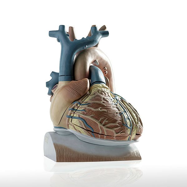 Computermodell des Herzens