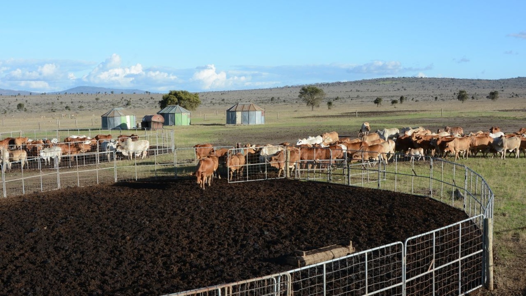 Klimawandel: Hitzestress beeinflusst Viehzucht
