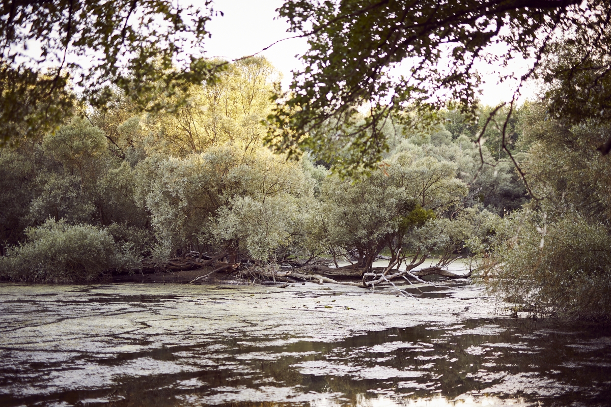 Biodiversität entscheidet über Funktionieren von Ökosystemen. (Foto: Magali Hauser, KIT)