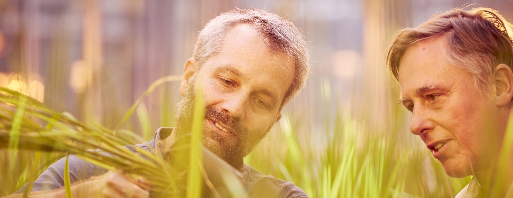 Dr. Michael Rieman (li.) und Professor Peter Nick forschen am Botanischen Institut des KIT daran, wie Reis gegenüber Salzstress toleranter gemacht werden kann. (Foto: Magali Hauser, KIT) 