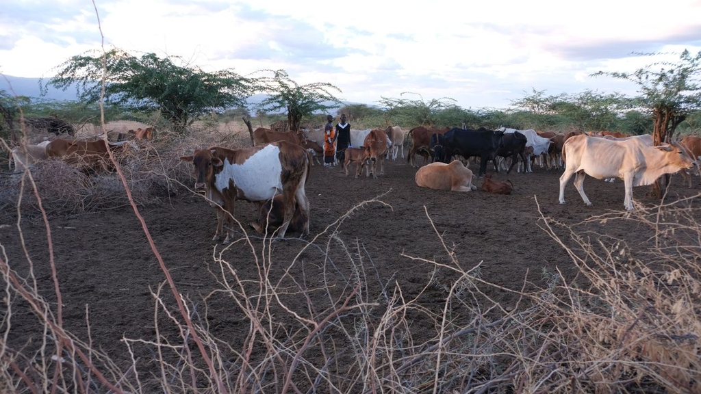 Hitzestress in Nordafrika: Mit Ziegen und Kamelen die Milchproduktion sichern