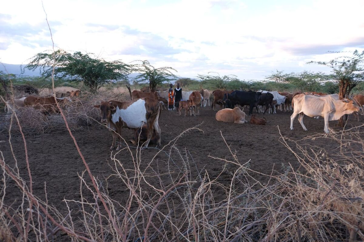 Rinderherde in Afrika