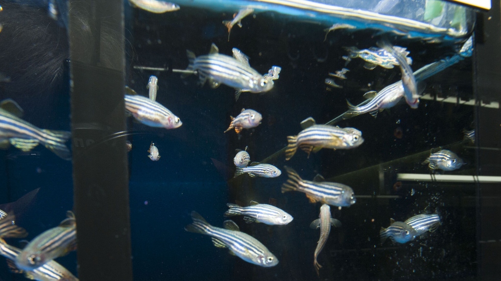 Zebrafische