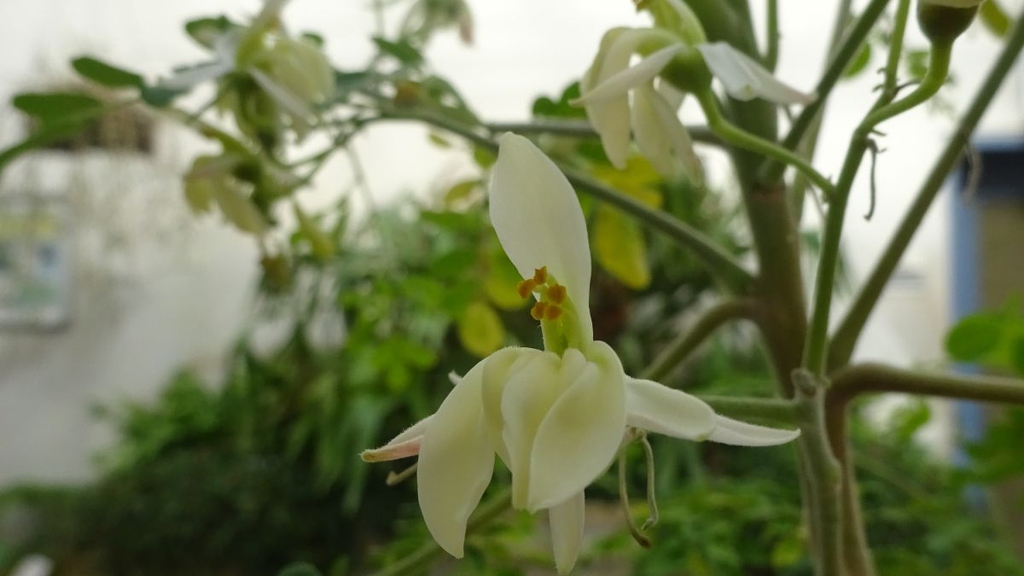 Pflanzenforschung: Wer ist die „wahre“ Moringa?