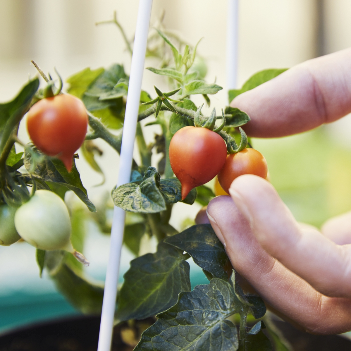 Nahaufnahme einer Tomatenpflanze. An eine der Tomaten greift eine Hand.