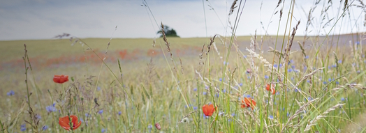 Eine Wildblumenwiese.