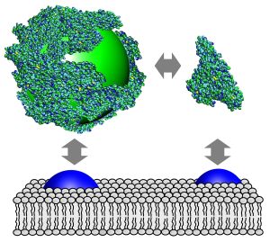 Proteine (blaugrün) umhüllen einen Nanopartikel (grün), der wie das freie Protein an der Zellmembran, z.B. an Rezeptoren (blau), anbinden kann. (Grafik: CFN )