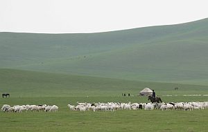 Langzeitstudie in der Mongolei: KIT-Wissenschaftler studierten ein Jahr lang die Auswirkungen von Beweidung auf die Entstehung von Lachgas im Boden. (Foto: KIT) 