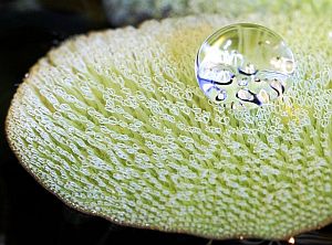 Salvinia-Effekt: Wassertropfen perlen auf dem Schwimmfarnblatt ab. (Foto: Nees-Institut der Universität Bonn)