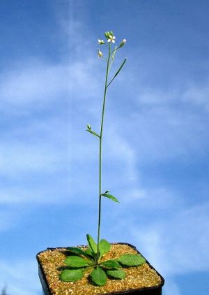 Modell: Techniken zur Kontrolle der Vererbung entwickeln KIT- Botaniker an der Ackerschmalwand (Foto: Botanisches Institut)