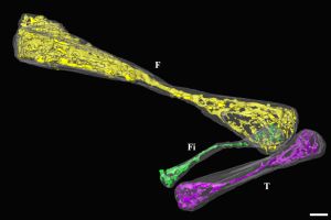 Falschfarbenaufnahme des zweiten Beines der ausgestorbenen Schlangenart Eupodophis descouensi in einem 95 Millionen Jahre alten Fossil (Foto: ESRF)