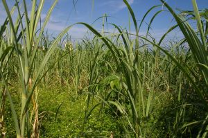 Zuckerrohr ist eine der Quellen für Biokraftstoffe der ersten Generation (Foto: Robert Brenner)