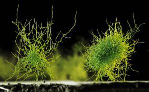 Ein Pilzmyzel des Schimmelpilzes Aspergillus niger. Dieser Pilz wird nicht nur zur Gewinnung von Zitronensäure, sondern auch für viele moderne biotechnologische Anwendungen eingesetzt. (Foto: BASF SE)