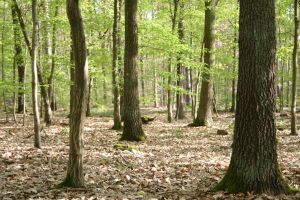 Forest soils emit climate-damaging nitrous oxide. The causes are reactive  nitrogen compounds from industry and agriculture. (Photo:Gabi Zachmann, KIT) 