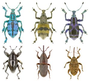 Rüsselkäfer bilden eine verbreitete und artenreiche Familie. Den verschiedenen,  teils farbenprächtigen Arten gemein ist die rüsselartige Verlängerung des Kopfes.  (Bilder: Staatliches Museum für Naturkunde Karlsruhe)
