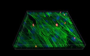 Zellwachstum in folienbasierten Mikrochips.  (Abbildung: Jochen Dindorf, Alexandra Baumann und Maximilian Preissler) 