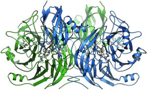 The N2O-reductase enzyme possesses four reactive centers for the decomposition of nitrous oxide into elemental nitrogen. (Source: BIOSS/ University of Freiburg)