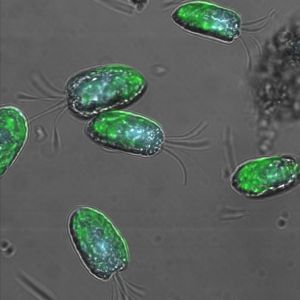 Algen – im Bild die Grünalge Tetraselmis suecica – können einen relativ hohen Anteil des Sonnenlichts in chemische Energie umwandeln. (Foto: Dr. Emily Roberts) 