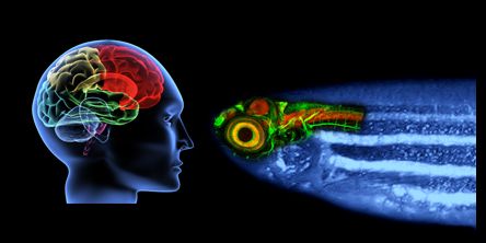 Die Ergebnisse der Untersuchungen des Zebrafisches lassen sich auf das menschliche Gehirn übertragen (Grafik: ITG, KIT)