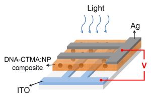 Aufbau des Datenspeichers: Eine dünne Schicht Lachs-DNA ist mit Silber-Nanopartikeln versetzt und zwischen zwei Elektroden eingebettet. (Grafik: Yu Chueh Hung, Tshing Hua University, Taiwan) 