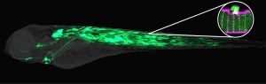 Reparatur der Plasmamembran einer Zelle: Wissenschaftler konnten die Mechanismen  nun beim Zebrafisch zeigen (Bild: Institut für Toxikologie und Genetik, KIT)