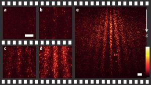 Jedes einzelne Molekül fluoresziert  und wird zum Teil des Interferenzmusters.  Die Bilder a)-e) zeigen den Zustand jeweils nach 0, 2, 20, 40 und 90 Minuten.  (Bild: T. Juffmann et al, DOI: 10.1038/NNANO.2012.34)