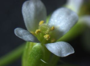 Die Blüte der Ackerschmalwand: Als Modellpflanze dient die Ackerschmalwand  (Arabidopsis thaliana) in vielen biotechnologischen Versuchen (Foto: H. Puchta,  KIT)