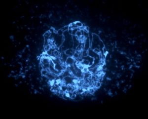 Leptotän-Stadium während der Reifeteilung der Keimzellen (Meiose) in der Ackerschmalwand: Mit der Halbierung der Zahl der Chromosomen erfolgt eine neue Zusammenstellung der Erbinformationen. (Abbildung: Botanisches Institut II, KIT)