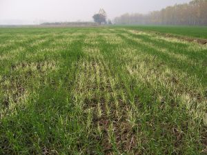 Weizen mit Verfärbungen (Chlorose) auf  selenreichen Böden in Punjab, Indien  (Foto: K. Dhillon)