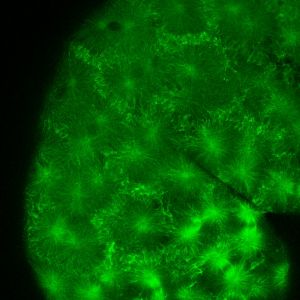 Unter grünem Fluoreszens-Licht lassen sich die Zellstrukturen, hier die Mikrotubuli, an lebenden Fischembryonen beobachten. (Bild: NIH, KIT)
