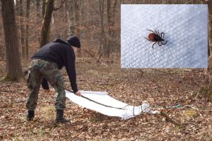 Eine Methode zum Einsammeln von Zecken ist das „Flagging“: Die Tiere beißen sich  in den Stoffbahnen fest. (Foto: Zoologisches Institut, Abt. Ökologie und Parasitologie, KIT) 